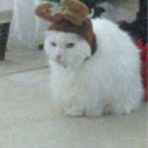 Meet your Posher, Corinna